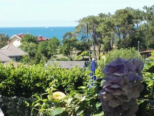 ソモにある" Estelas"の海を背景にした庭園の紫花