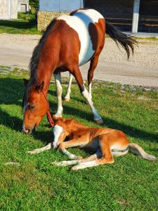 a horse and its foal laying in the grass at Etno selo - Guest House Etno Village - TRSA in Pluzine