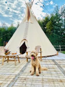 un perro pequeño sentado frente a un tipi en Comfort Tipi Marie, Tipi Bo Deluxe & tent Nicolaï - 'Glamping in stijl', en Lembeke