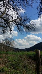 un campo con un albero in mezzo a un campo di Desire a Heidelberg