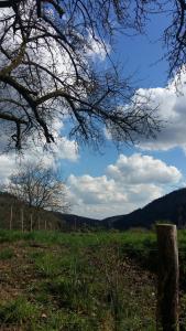 un champ avec un arbre au milieu d'un champ dans l'établissement Desire, à Heidelberg