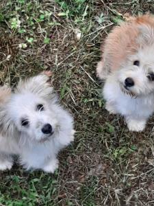 two small white dogs sitting in the grass at Pensiunea turistica "Casa rustica" in Chişcăreni