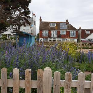 una valla de madera frente a un jardín con flores púrpuras en Beachfront Studio en Pevensey