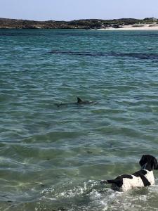 a dog swimming in the water next to a dolphin at Luxury Sea View Cottage Ballyconneely Winter Specials in Ballyconneely