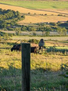 two horses are standing in a field near a fence at The Manor House Inn in Shotley Bridge