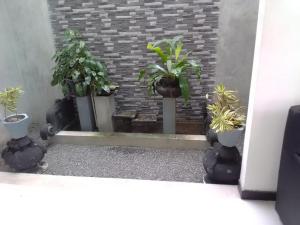 Zahrada ubytování Vidushi Home