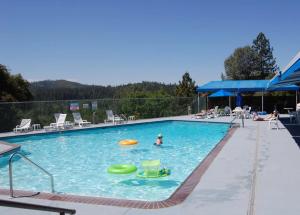 a person in a swimming pool with a frisbee at Breckenridge Chalet near Yosemite. Dog friendly! in Groveland