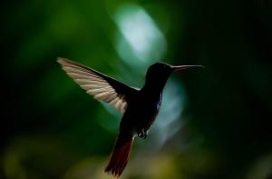 Ein Vogel fliegt in der Luft mit seinen Flügeln raus in der Unterkunft Mindo GlamBird Glamping & Lodge in Mindo