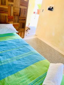 a bed room with a blue bedspread and a blue wall at Villa Bonobo in Puerto Escondido