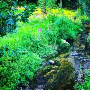 a creek with green grass and weeds next to a field at Appartement dans maison avec cour et parc in Fresnes-en-Woëvre