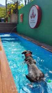 een hond die zwemt in een zwembad met een frisbee bij Pousada Pura Vida Maresias in Maresias