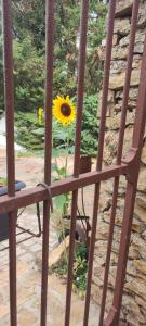 a sunflower in a vase sitting on a chair at Le gîte des Pierres Dorées in Marcilly-dʼAzergues