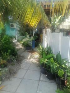 a courtyard with plants in a building with a ceiling at The Rose Garden House, Addu City, Maldives in Hithadhoo +22 photos