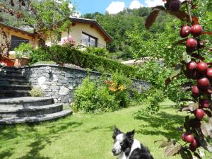 a dog sitting in the grass in front of a house at CASA ALLA CASCATA House by the Waterfall and Garden of Senses in Maggia