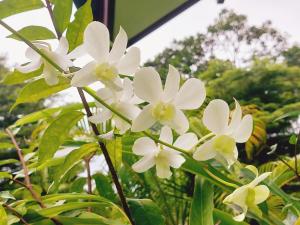 um ramo de flores brancas sobre uma planta em Papaya Cottage Koh Chang em Ko Chang