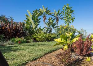 un jardín de plantas y flores en un césped en Casa Viña: a spectacular away from it all holiday, en La Orotava