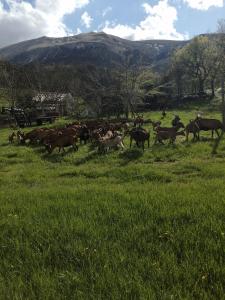 una manada de caballos corriendo en un campo de hierba en Agriturismo NONNU LUI` en Amandola