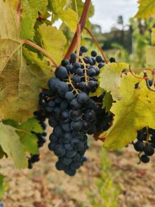 un grappolo d'uva appeso ad una vite di Podere Borgaruccio a Peccioli