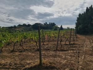 un viñedo con filas de vides verdes en un campo en Podere Borgaruccio, en Peccioli