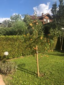 Zahrada ubytování Auszeit im Allgäu