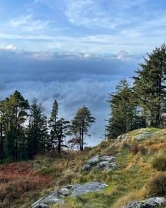 un gruppo di alberi in cima a una collina di Lismore House a Newry