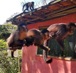 Animais no hotel ou nos arredores