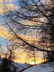 a sunset through the branches of trees in the snow at Grand Hotel Miramonti in Passo del Tonale