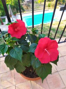 Dos flores rojas en una maceta junto a una piscina. en SUPERBE HAUT DE VILLA AVEC VUE SUR LA MER, en Vence