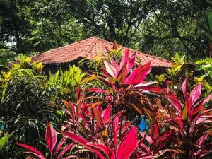 Aed väljaspool majutusasutust Casa Colores