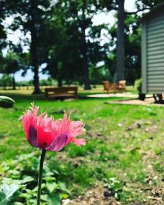 a pink flower in a park with a bench at The Owls Rest Shepherds Hut Hethel in Norwich