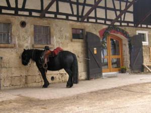 Ein schwarzes Pferd steht vor einem Gebäude in der Unterkunft Hofgut Uhenfels in Seeburg