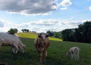 Animales en the country house o alrededores