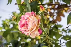 Vonkajšia záhrada v ubytovaní B&B Miellò nelle Langhe