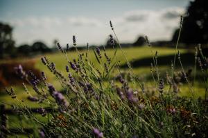 un montón de flores púrpuras en un campo en Vicarage Farm Cottages, en Tideswell