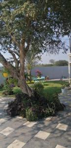 a large tree in a garden with flowers around it at Country Block in Gaborone