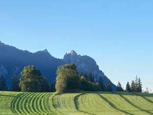 un campo con árboles y montañas en el fondo en Haus Waldfrieden, en Bischofswiesen