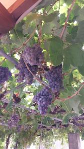 un montón de uvas colgando de un árbol en Casita El Parral II, en Puntagorda