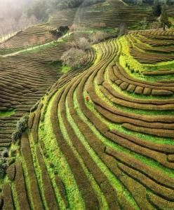 an aerial view of a bunch of terraced fields at Cantinho do Sonho in Maia