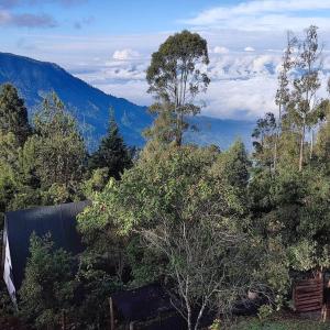 Blick auf einen Wald mit Bäumen und ein Gebäude in der Unterkunft Chalet entrenubes in Medellín