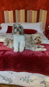 2 chiens assis au-dessus d'un lit dans l'établissement Posada Pet Friendly El Molino de Cantabria, à Entrambasaguas