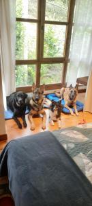 a group of dogs laying on the floor next to a window at Posada Pet Friendly El Molino de Cantabria in Entrambasaguas