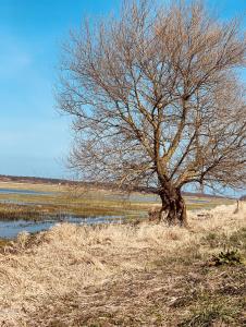 a tree in a field next to a body of water at Tilia authentic home, butikowe apartamenty nad morzem in Mikoszewo