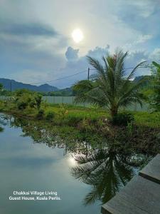 a palm tree sitting next to a body of water at Chakkai Village Living Guest House in Kuala Perlis