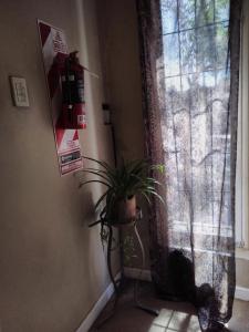 a cat sitting next to a window with a plant at Loft Rufino in Mendoza