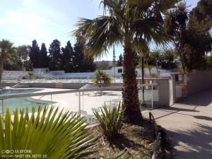 uma palmeira ao lado de uma piscina em mobil home 001 em Agde