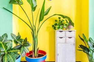 Fotografie z fotogalerie ubytování Hostal Tropical v destinaci Almuñécar