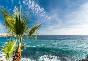 a palm tree on the shore of the ocean at Hostal Tropical in Almuñécar