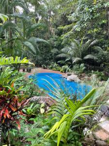 a swimming pool in the middle of a forest at Wait-a-While Eco Retreat in Cow Bay