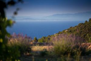 Fotografie z fotogalerie ubytování Secluded holiday house Okljucna, Vis - 15283 v destinaci Komiža
