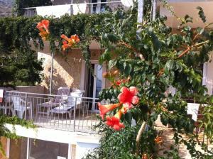 Fotografie z fotogalerie ubytování Apartments with a parking space Ivan Dolac, Hvar - 15483 v destinaci Jelsa + 30 fotografií